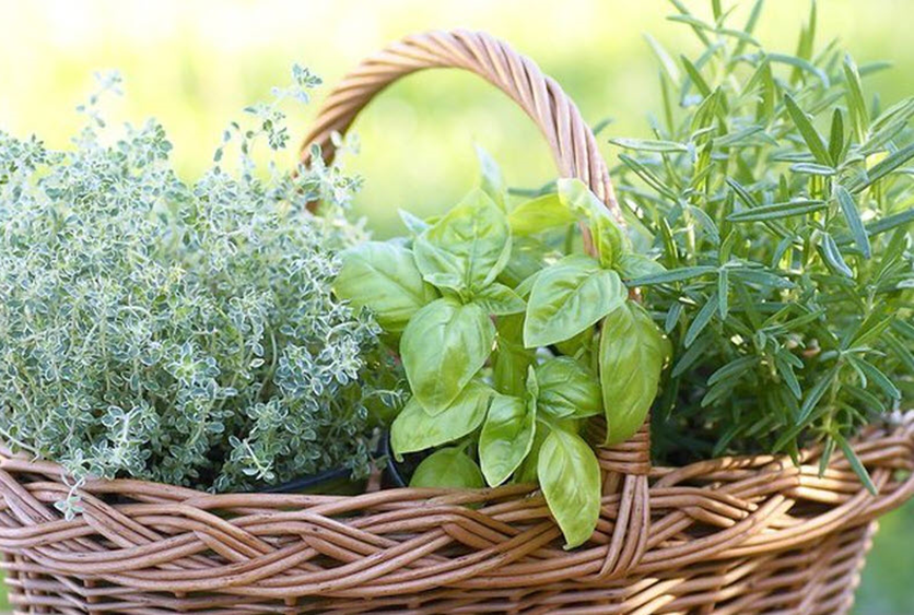 رایحه گل در عطرسازی و تاثیرات آن روی انسان در پامیشا