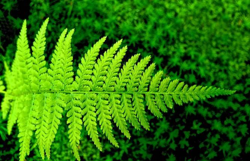 معنای فوژه در عطرسازی