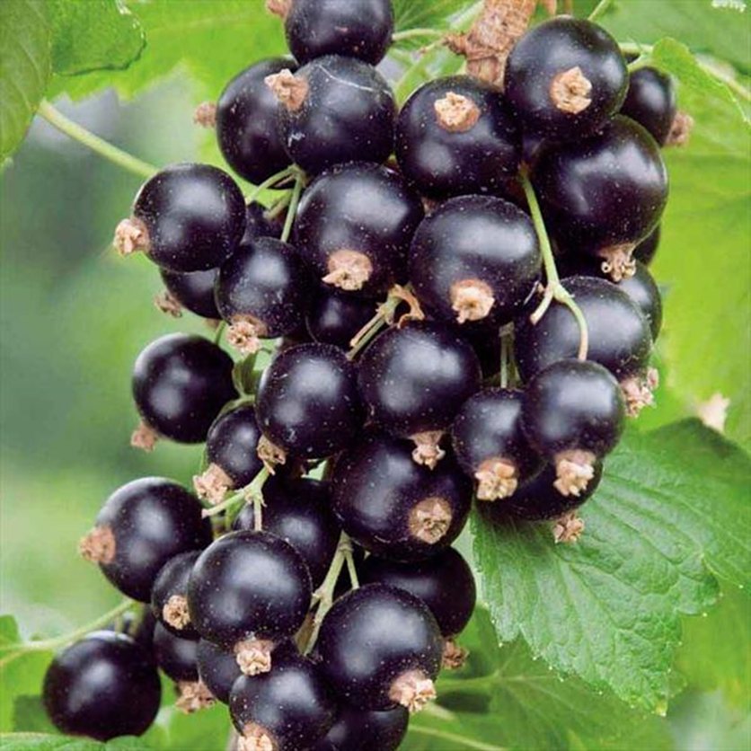 همه چیز در رابطه با نت انگور فرنگی سیاه در عطر سازی در پامیشا