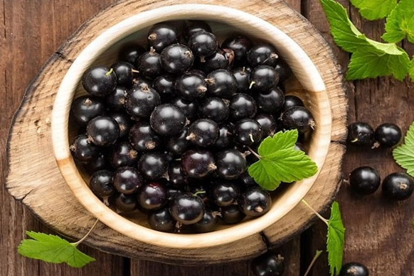 همه چیز در رابطه با نت انگور فرنگی سیاه در عطر سازی در پامیشا