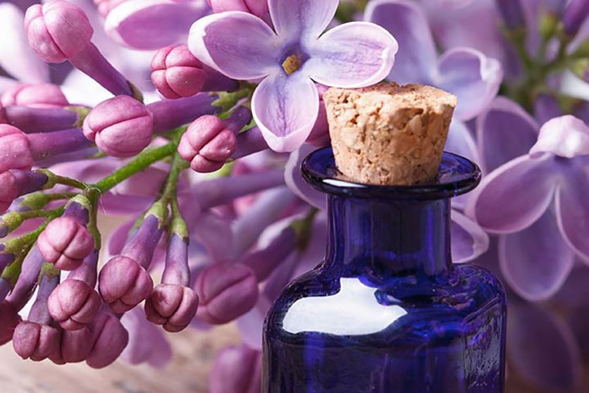 گل یاس بنفش و استفاده آن در عطر سازی در پامیشا