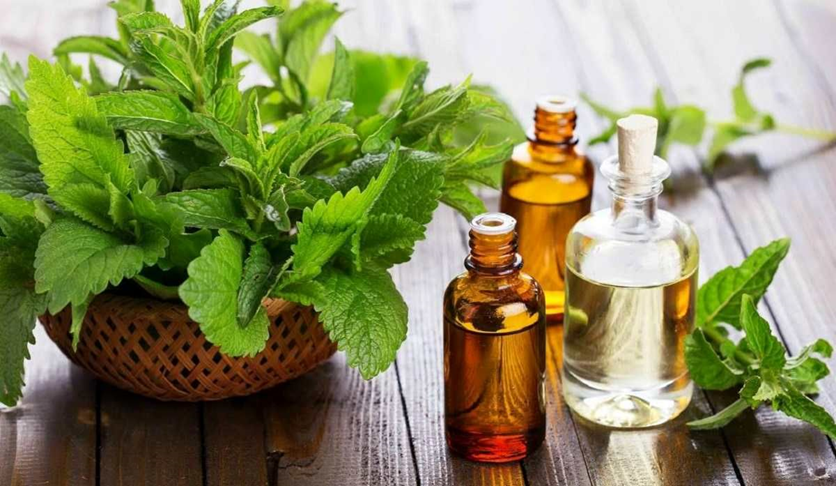 نگاهی به عطرها و رایحه های آرامش بخش در پامیشا
