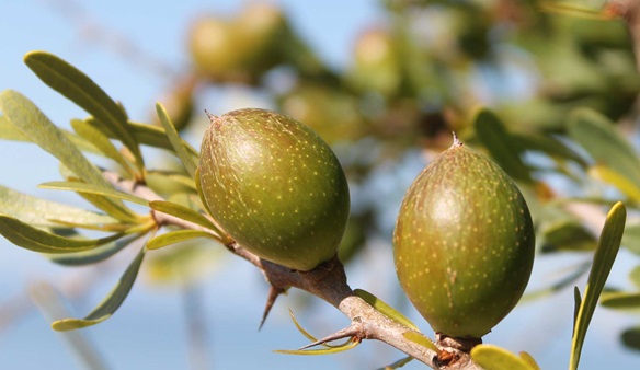 روغن آرگان معجزه مو در پامیشا