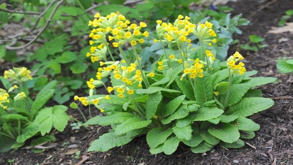 آشنایی با گیاهان ضد میکروب در پامیشا