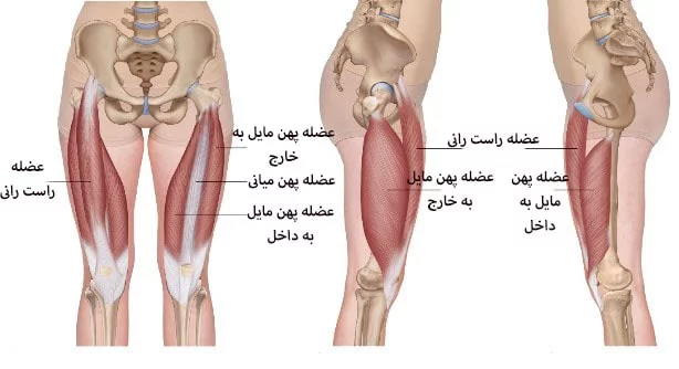 تقویت پایین تنه و عضلات چهارسر ران در پامیشا