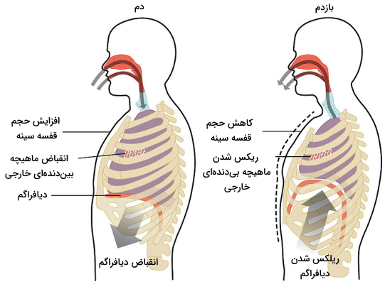 افزایش حجم ریه با تمرینات تنفسی در پامیشا
