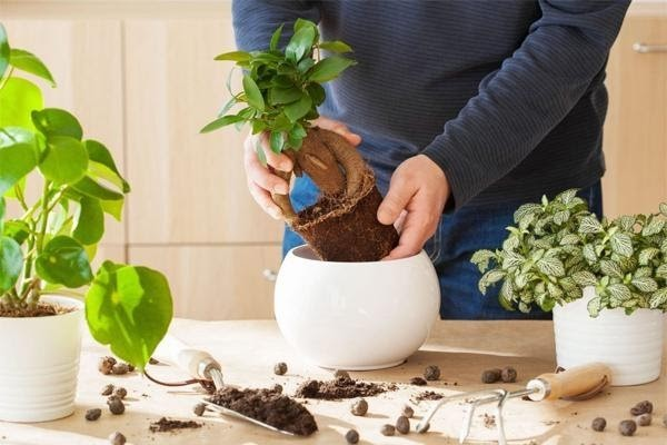 آشنایی با گیاه فیتونیا و روش کاشت و پرورش آن در پامیشا