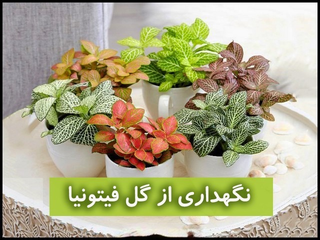 آشنایی با گیاه فیتونیا و روش کاشت و پرورش آن در پامیشا