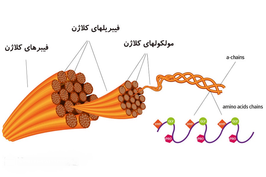 بررسی مکمل‌های کلاژن دار بر سلامت پوست در پامیشا