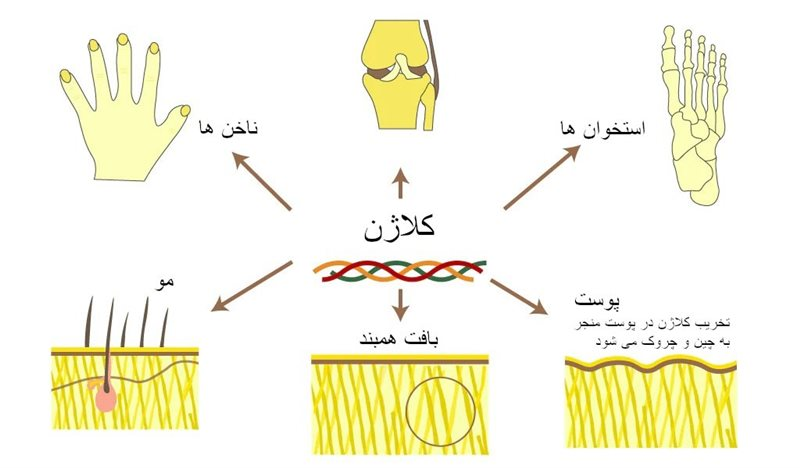 بررسی مکمل‌های کلاژن دار بر سلامت پوست در پامیشا