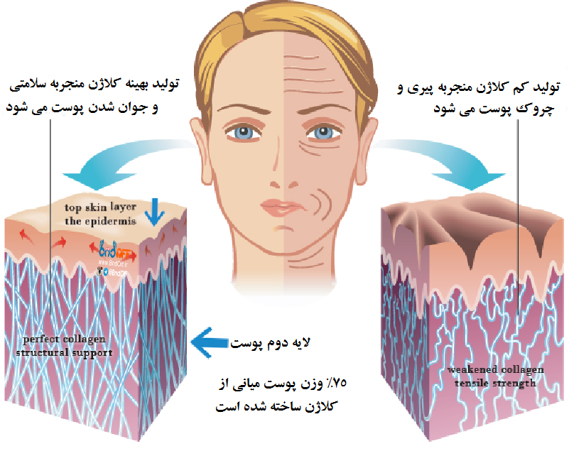 بررسی مکمل‌های کلاژن دار بر سلامت پوست در پامیشا