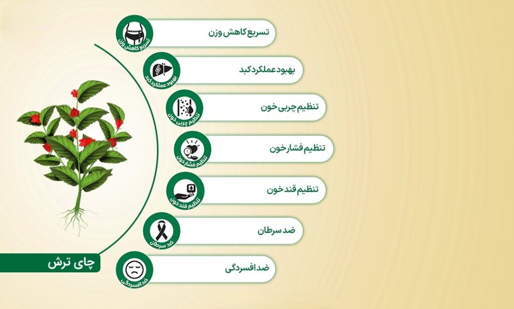 چای ترش یا چای قرمز و معرفی خواص آن در پامیشا