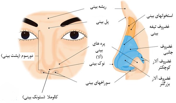 زیبایی بینی و معرفی انواع آن ئر پامیشا