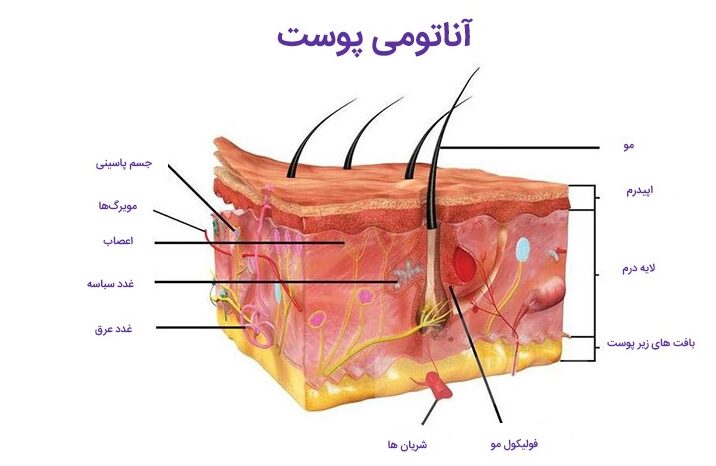 آناتومی پوست برابر تعریف پوست و مشخصات آن + پیشگیری از افتادگی پوست بعد از کاهش وزن در پامیشا