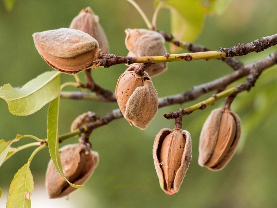 بادام درختی و خواص بینظیر آن در پامیشا