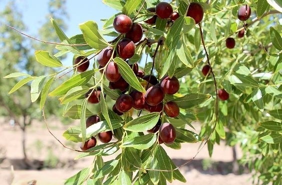 خواص عناب و دانستنی‌های مفید آن در پامیشا