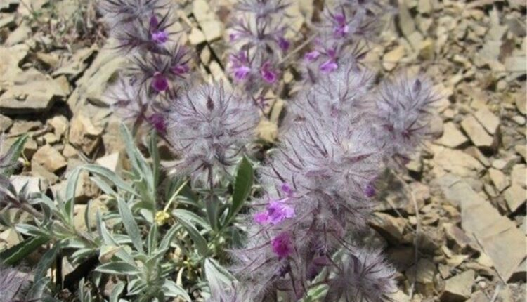 دمنوش چای کوهی در پامیشا