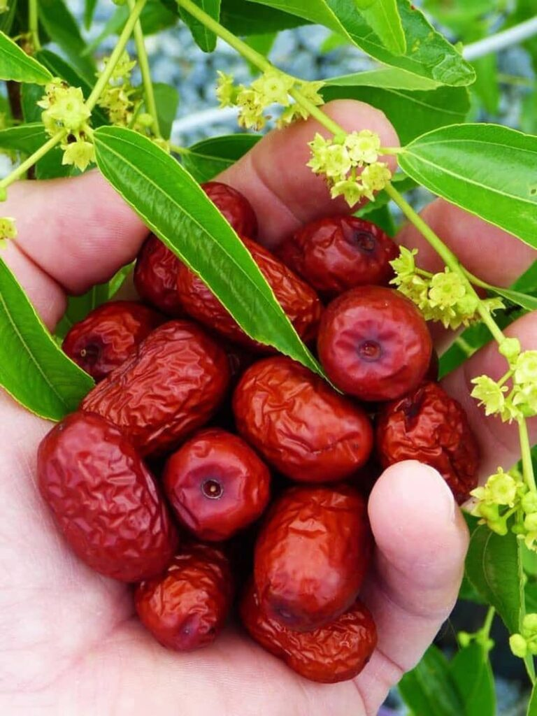 خواص عناب و دانستنی‌های مفید آن در پامیشا