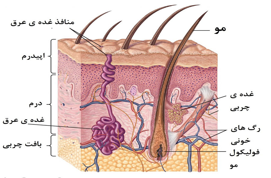 ساختار پوست در پامیشا