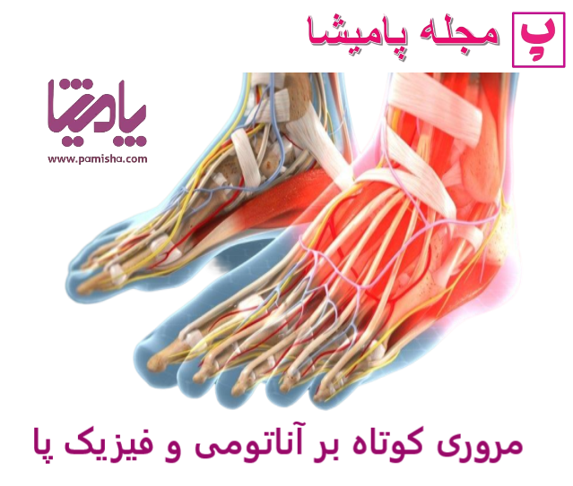 معرفی ساختار پا و سلامت آن ؛ برای مراقبت از پاها چه باید بکنیم؟ در پامیشا