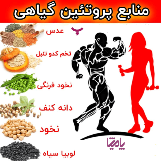 بدنسازی با مواد عذایی پروتئین دار در پامیشا 