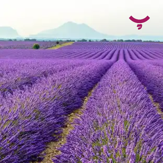 دمنوش اسطوخودوس ؛ برای چی خوبه! در پامیشا