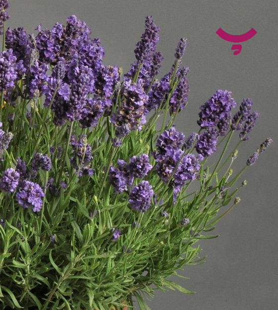 دمنوش اسطوخودوس ؛ برای چی خوبه! در پامیشا