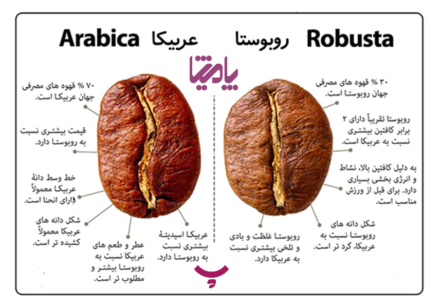 انواع دانه قهوه پامیشا