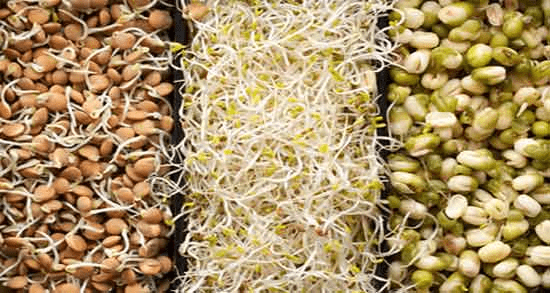 جوانه گندم پامیشا