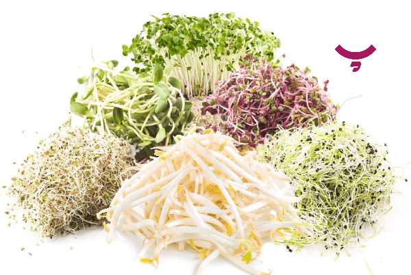 جوانه گندم پامیشا