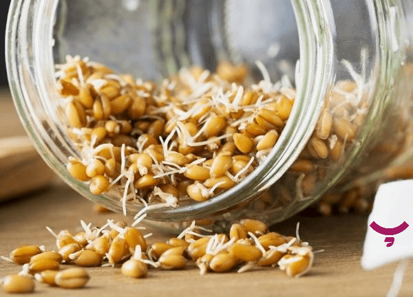 جوانه گندم پامیشا