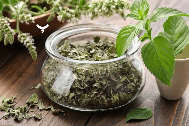 دمنوش بادرنجبویه در پامیشا 