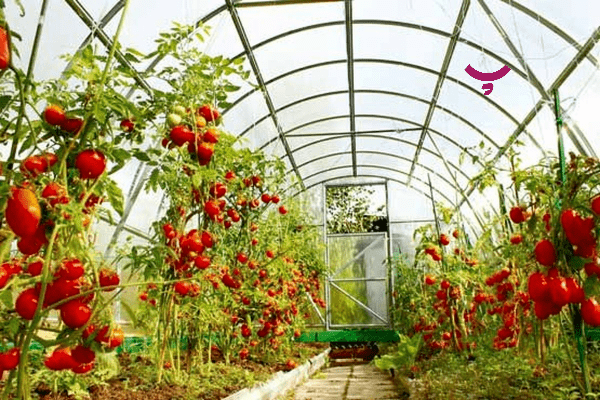 فناوری هسته‌ای و صنایع غذایی