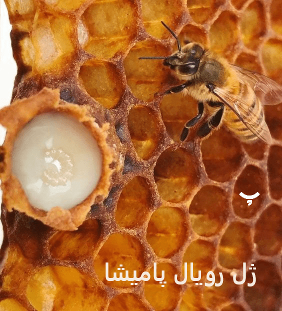 چگونه ژل رویال تولید میشود؟