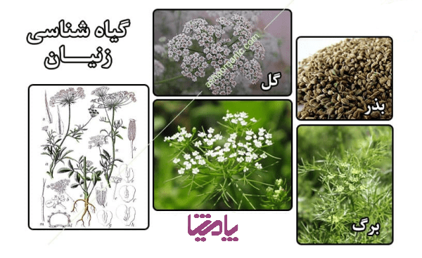 گیاه شناسی زنیان پامیشا